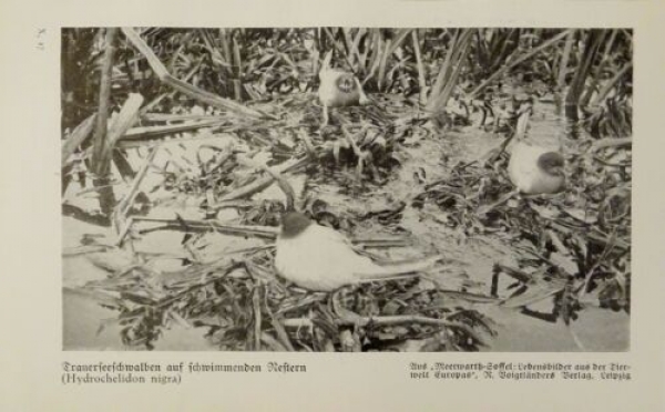 1926 - Trauerseeschwalben / Eissturmvogel - alter Druck